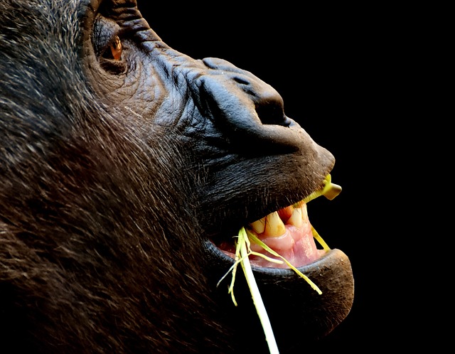 Entebbe & Bwindi Impenetrable Forest